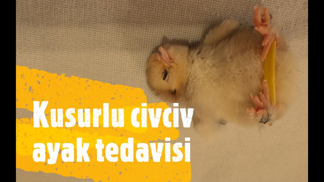 CİVCİVLERDE AYRIK AYAK, SORUNLU AYAK TEDAVİSİ #civciv #ayrıkayak #civcivtedavi #civcivbakımı #tavuk