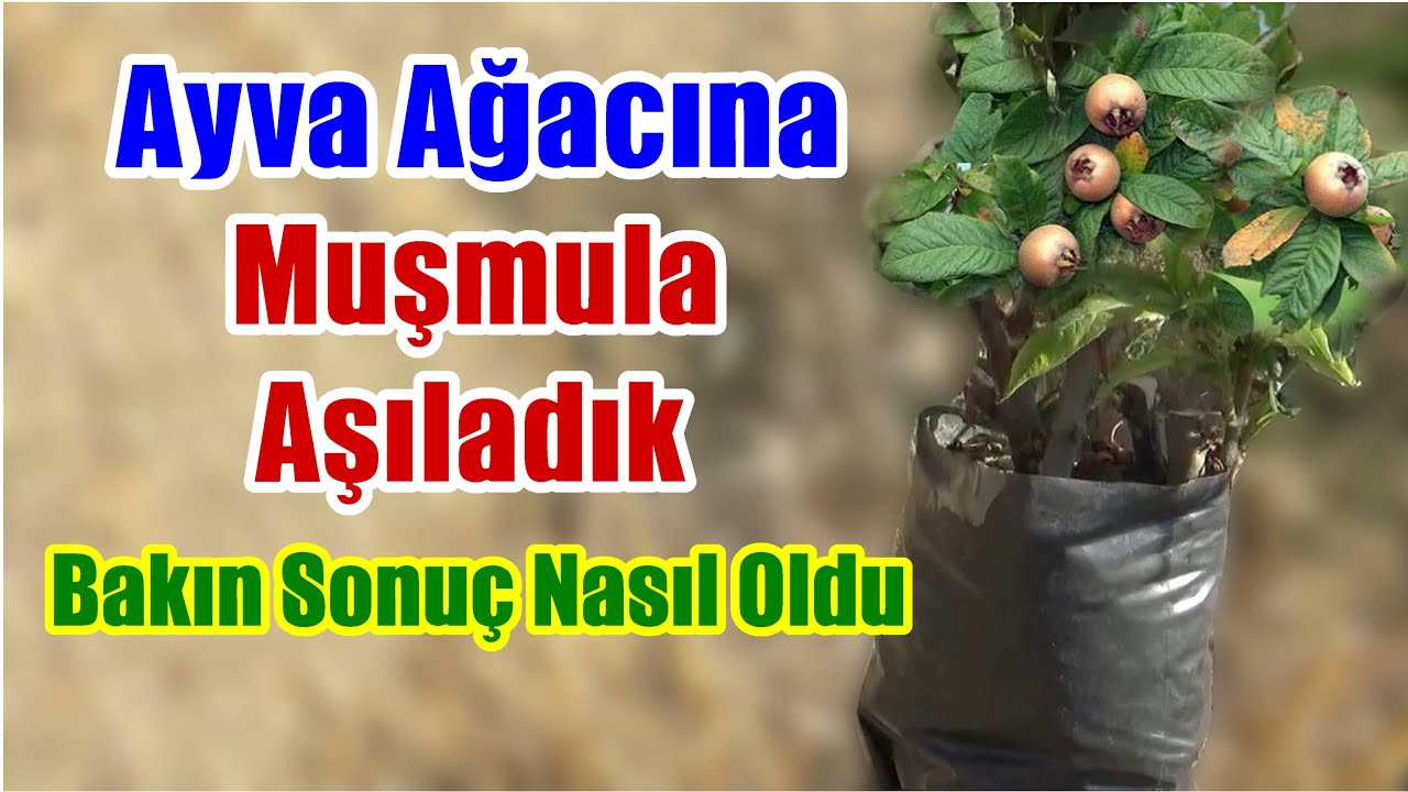 Yarma aşı nasıl yapılır -  Ağaç aşılama videosu - Ayvaya muşmula aşılama - Meyve nasıl aşılanır