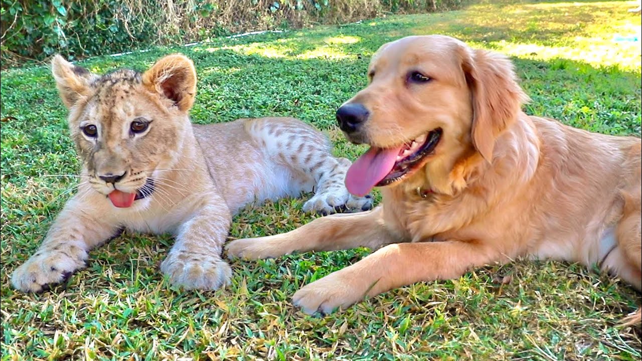 LION CUB AND DOG BECOME BEST FRIENDS ! SO CUTE !!