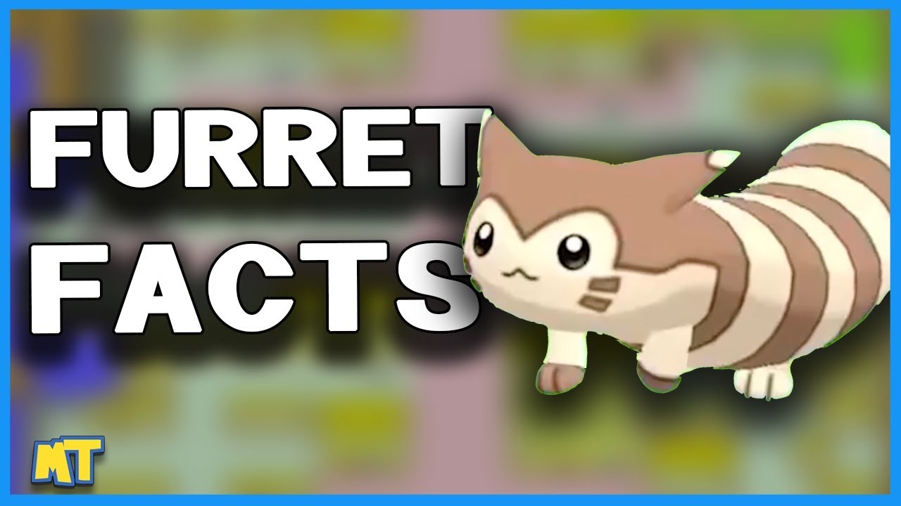 Top 5 Facts About Furret You Likely Didn't Know (Pokémon Facts) | Master Trainer