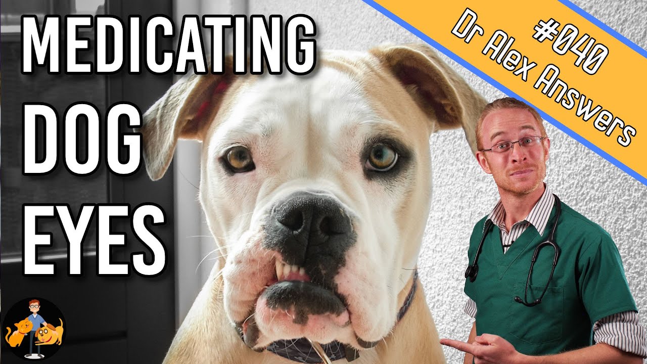How To Give a Dog Eye Drops (when they hate it)! - Dog Health Vet Advice