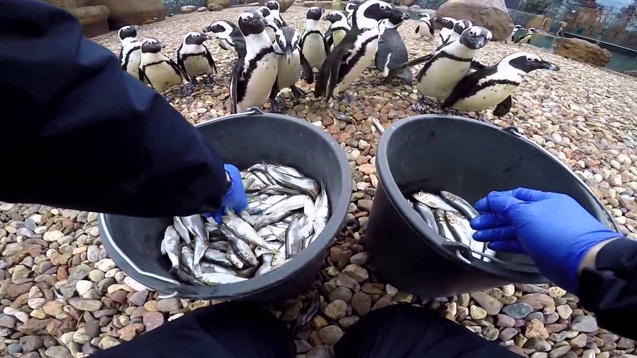 Czas na rybę! / Time for a fish!