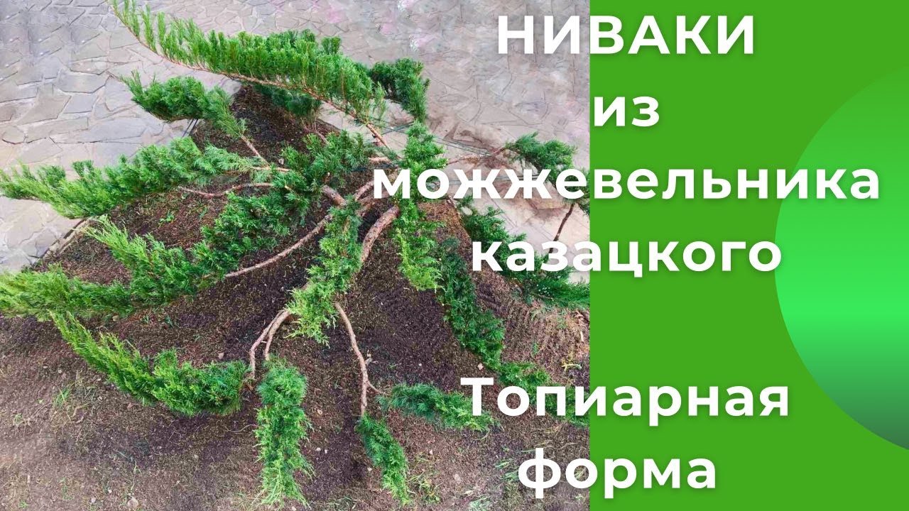 Ниваки из можжевельника казацкого. Топиарная форма.