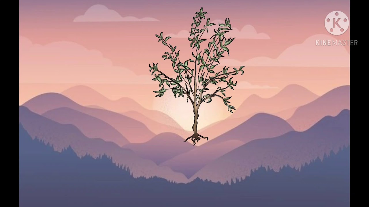 thasseta n-uzumur (olive tree,  شجرة الزيتون) chaoui song by merkunda