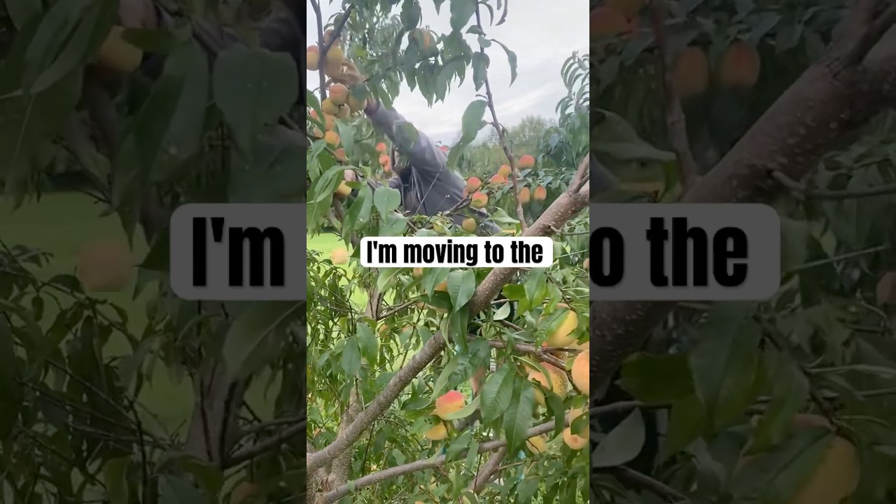 Peaches #farmvlogger #farmlife #peaches #harvestingvideos #fruitfarming