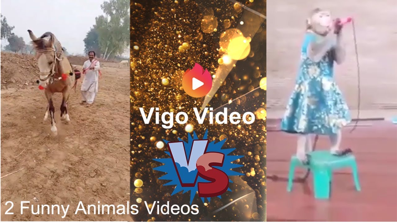 Funny Animals: Best 2 comedy from Vigo Video 2019 (Weekly）