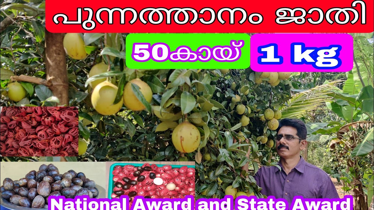 Punnathanam Nutmeg National Award#antony muniyara VIogs