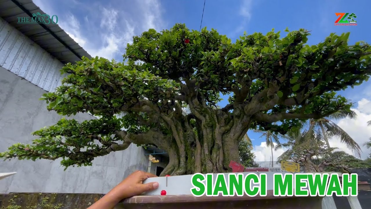 Бонсай, который редко встречается на конкурсных аренах.