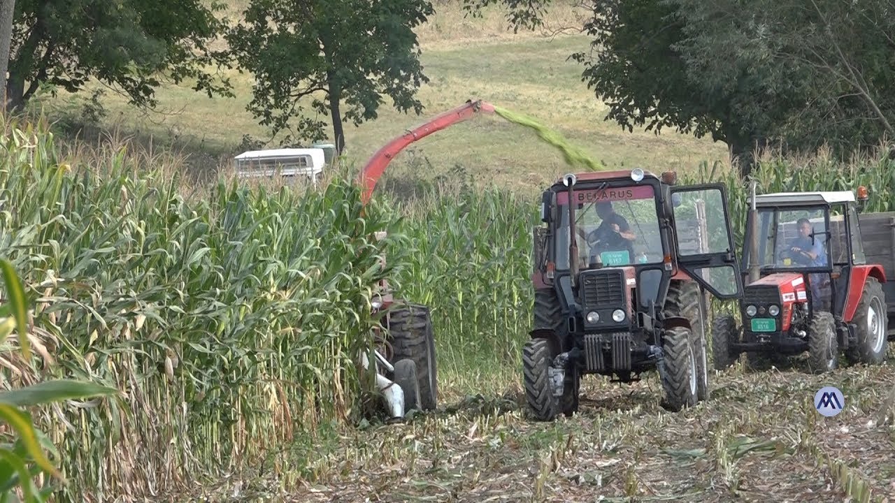 01.09.2019. Čačak - Počelo siliranje kukuruza (Video: MNA)