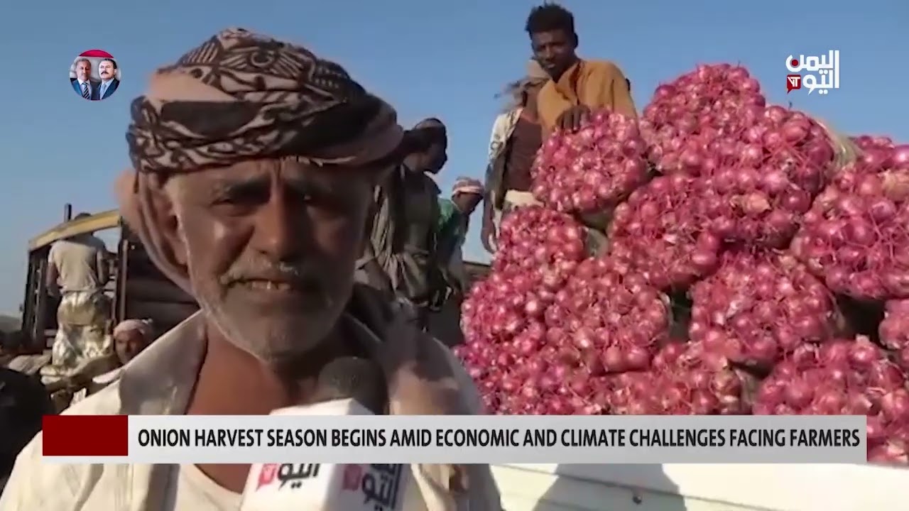 Onion Harvest Season Begins amid Economic and Climate Challenges Facing Farmers