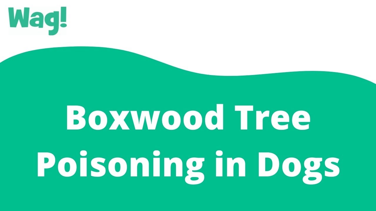 Boxwood Tree Poisoning in Dogs | Wag!