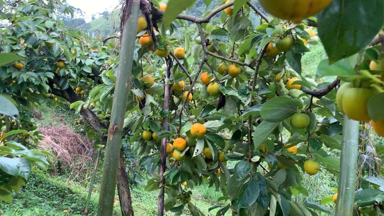 Mostrando a lavoura de caqui mikado ou maçã ! #sitio #caqui #roça #agro #viralvideo 