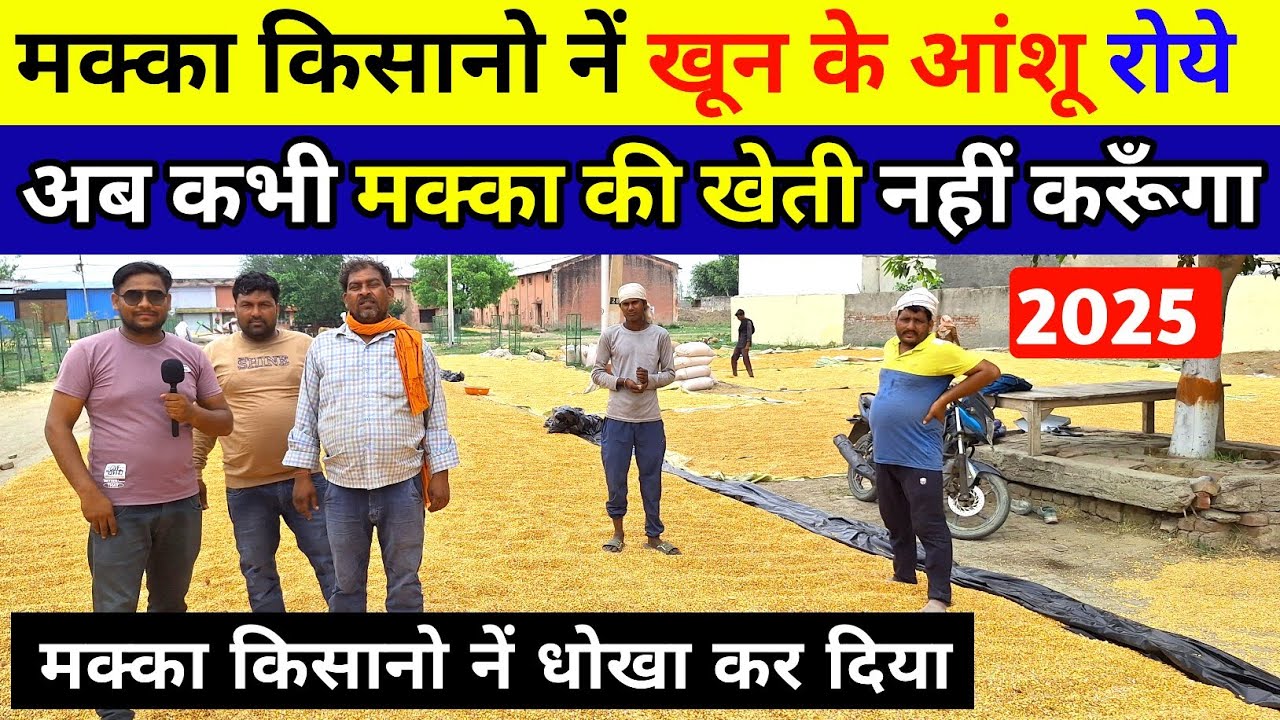 I will never do maize farming, said the farmer 🌽 Maize farming | Maize price today | Maize rate |...