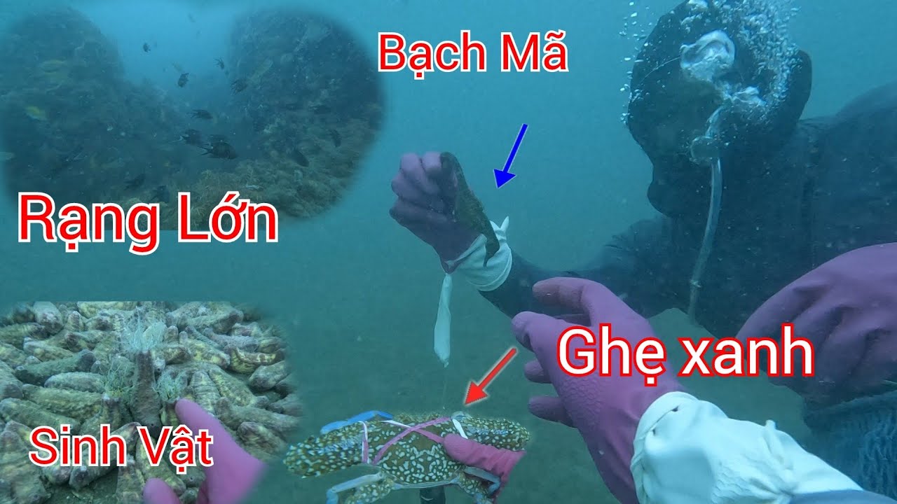 Lặn Biển Mùa Nước Chảy Với Độ Sâu 15M Bắt Được Ghẹ Xanh-Bạch Tuộc-Ốc Tỏi Vang-Với Hải Sản Khác (P 95