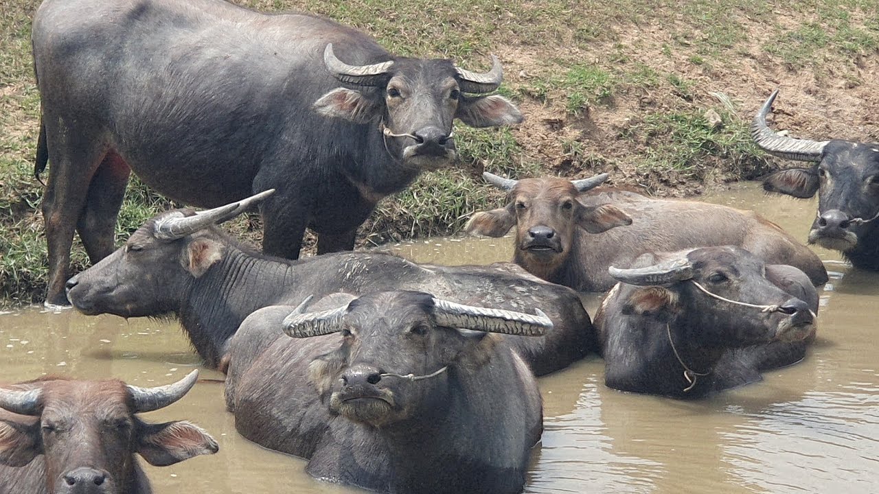 Many large buffaloes are happily playing in the water.