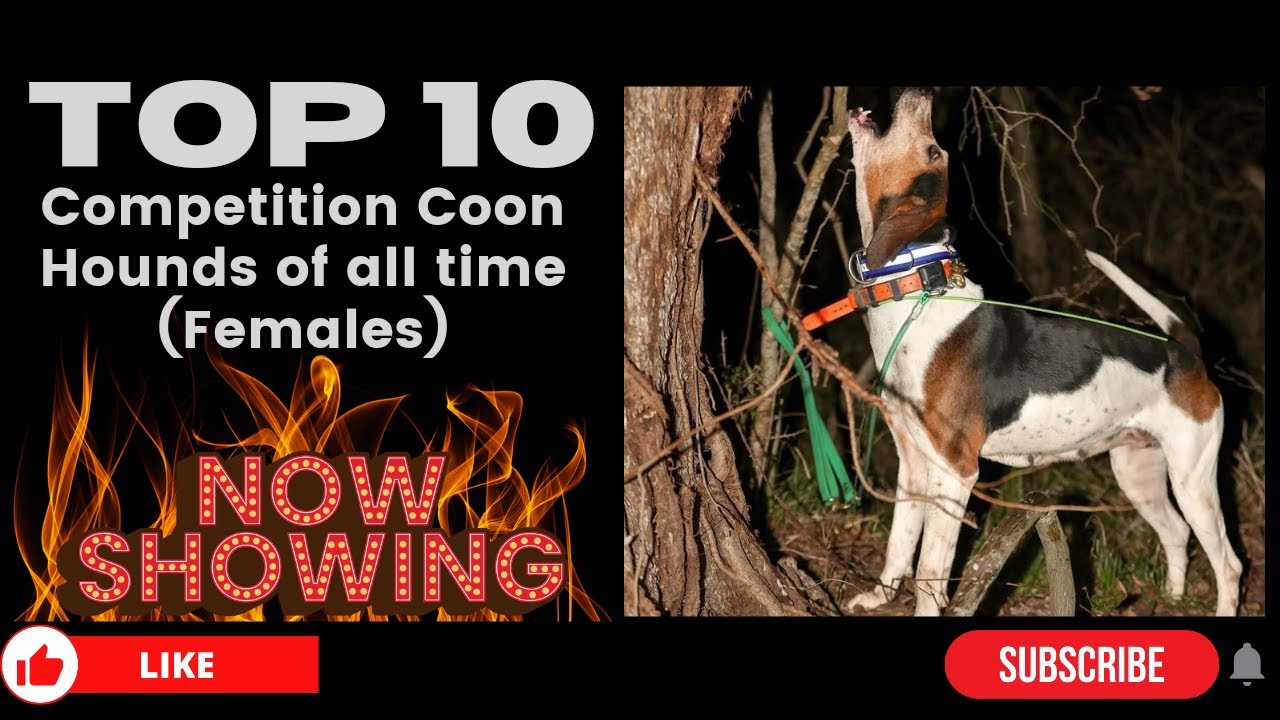 Top 10 Female Coonhounds of all time!!!