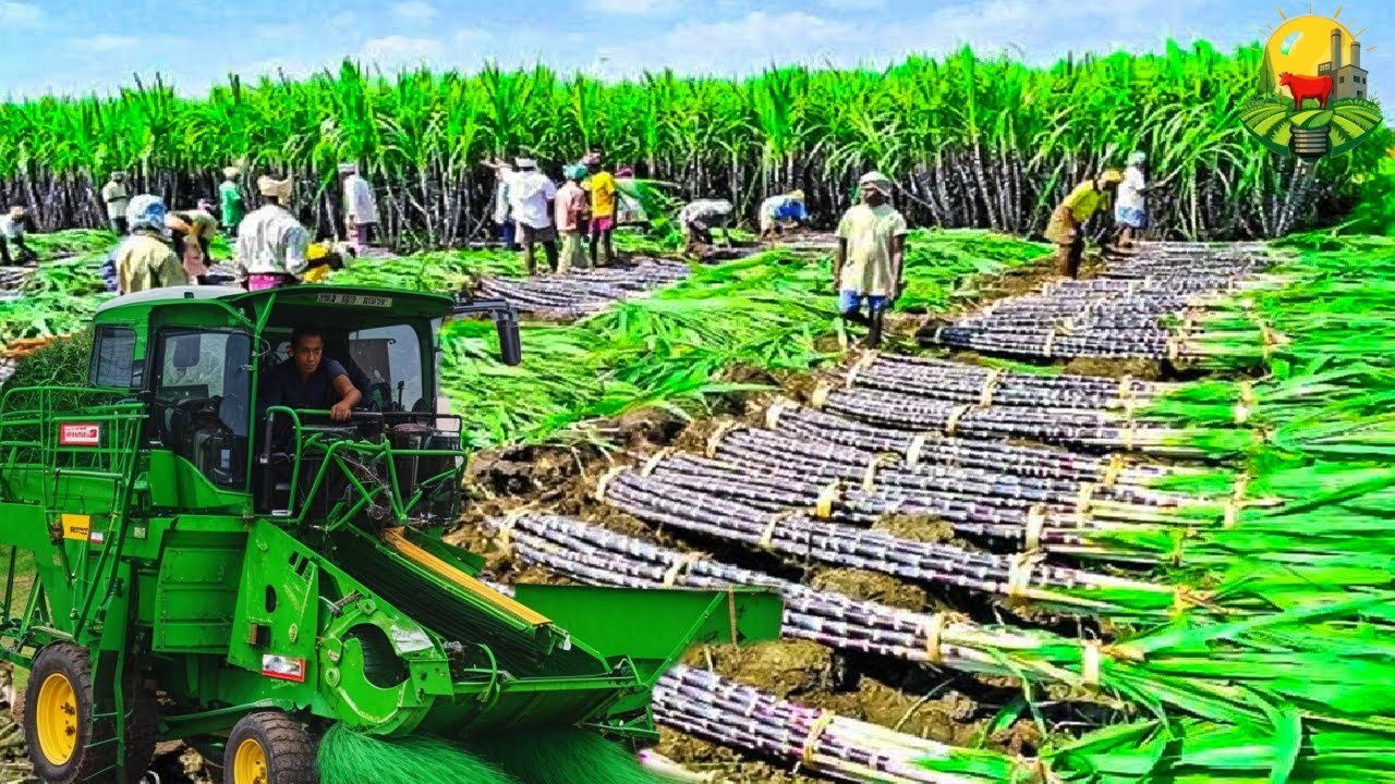 CÓMO se PRODUCEN MILLONES de TONELADAS de AZÚCAR 🍚 | De la CAÑA a la FÁBRICA