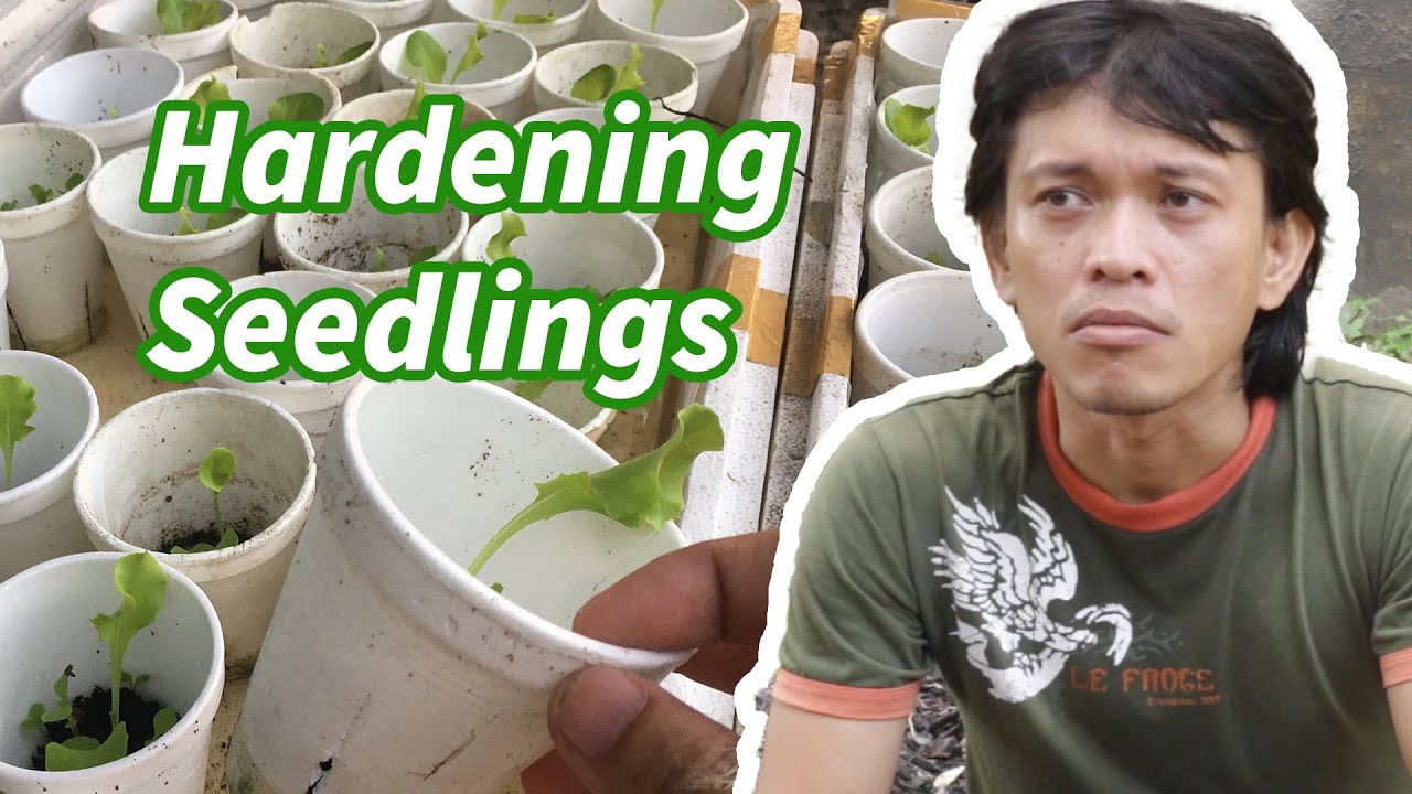 Ano ang hardening? Paano ito sinasagawa? - How to harden seedlings.