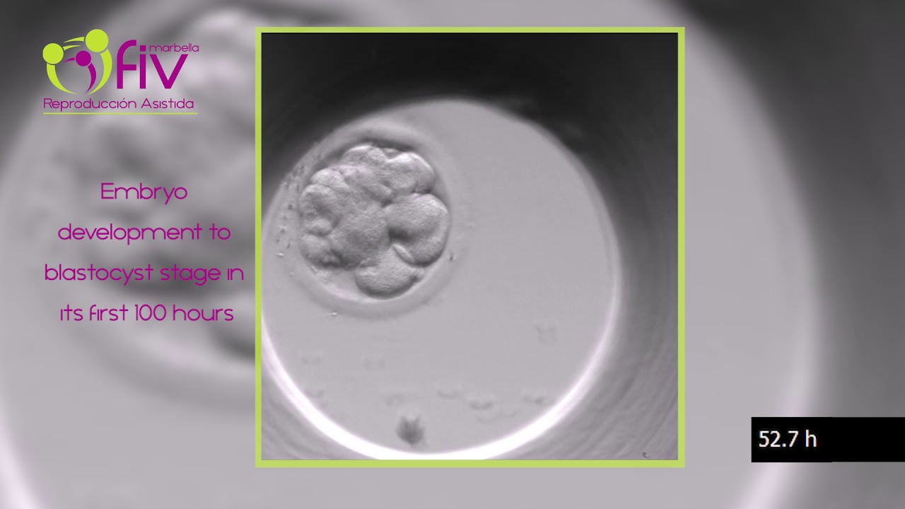 TimeLapse | Embryo development (ENG) first 100 hours