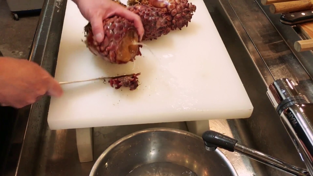 天然ホヤの下処理   (津軽割烹の仕込み)