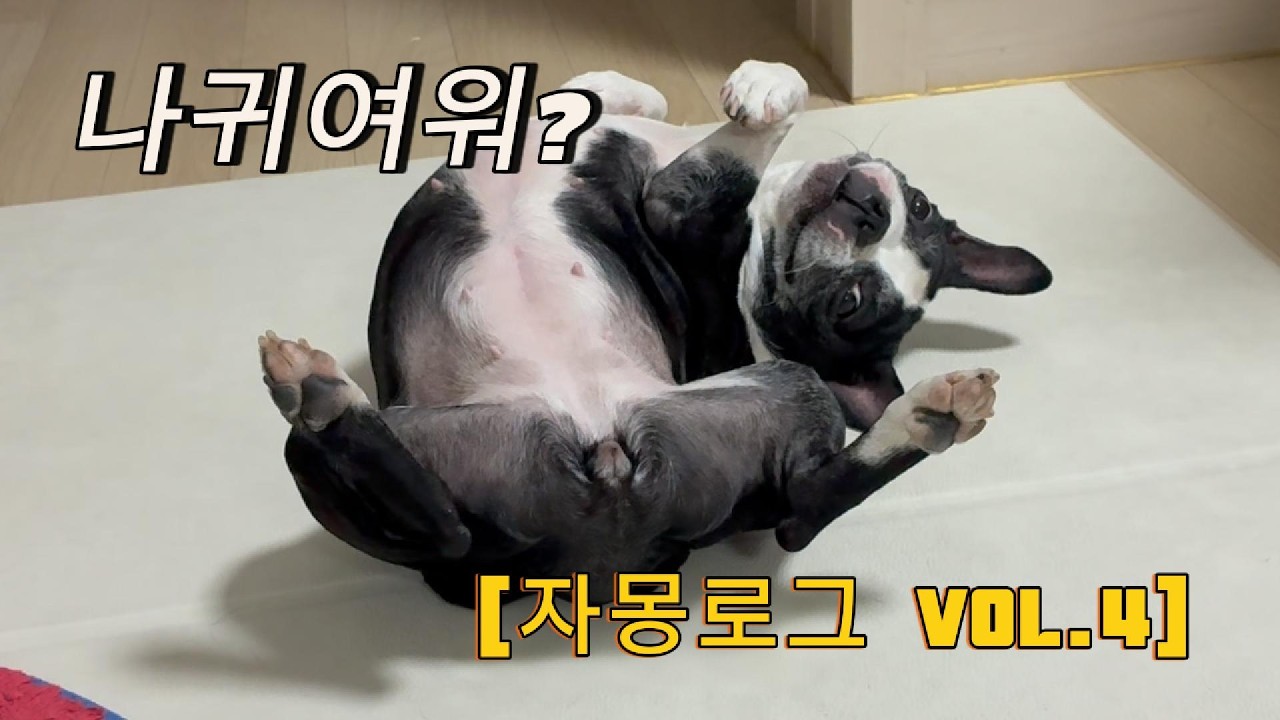 산책은 핑계고 🐶 자몽이의 무해한 일상 브이로그feat. 코골이 ASMR #강아지브이로그 #반려견일상 #보스턴테리어#DogVlog