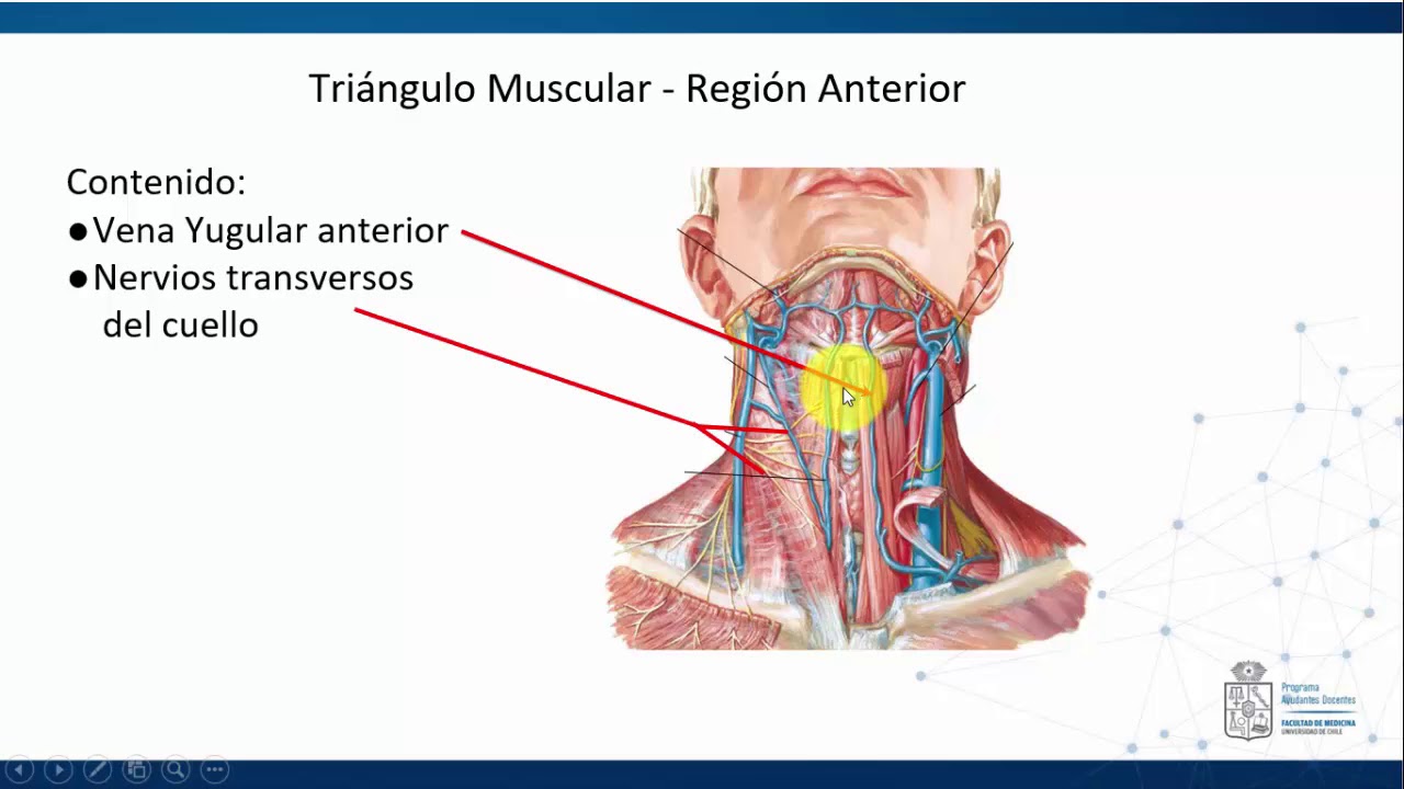 Triángulos del cuello