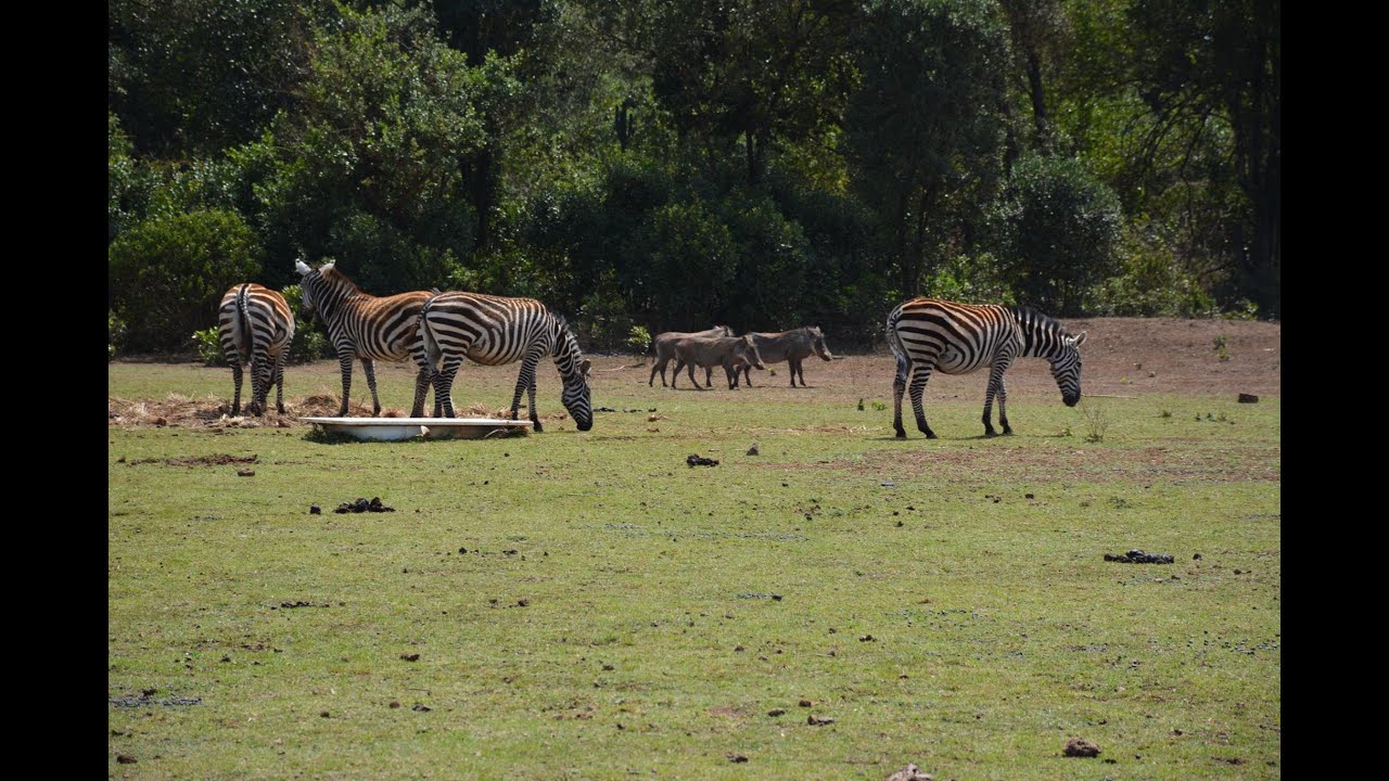 A Journey through the DeKUT Wildlife Conservancy