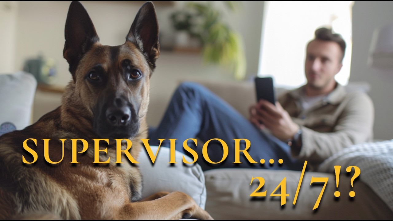 Belgian Malinois: The Truth About Owning This High-Drive Working Dog