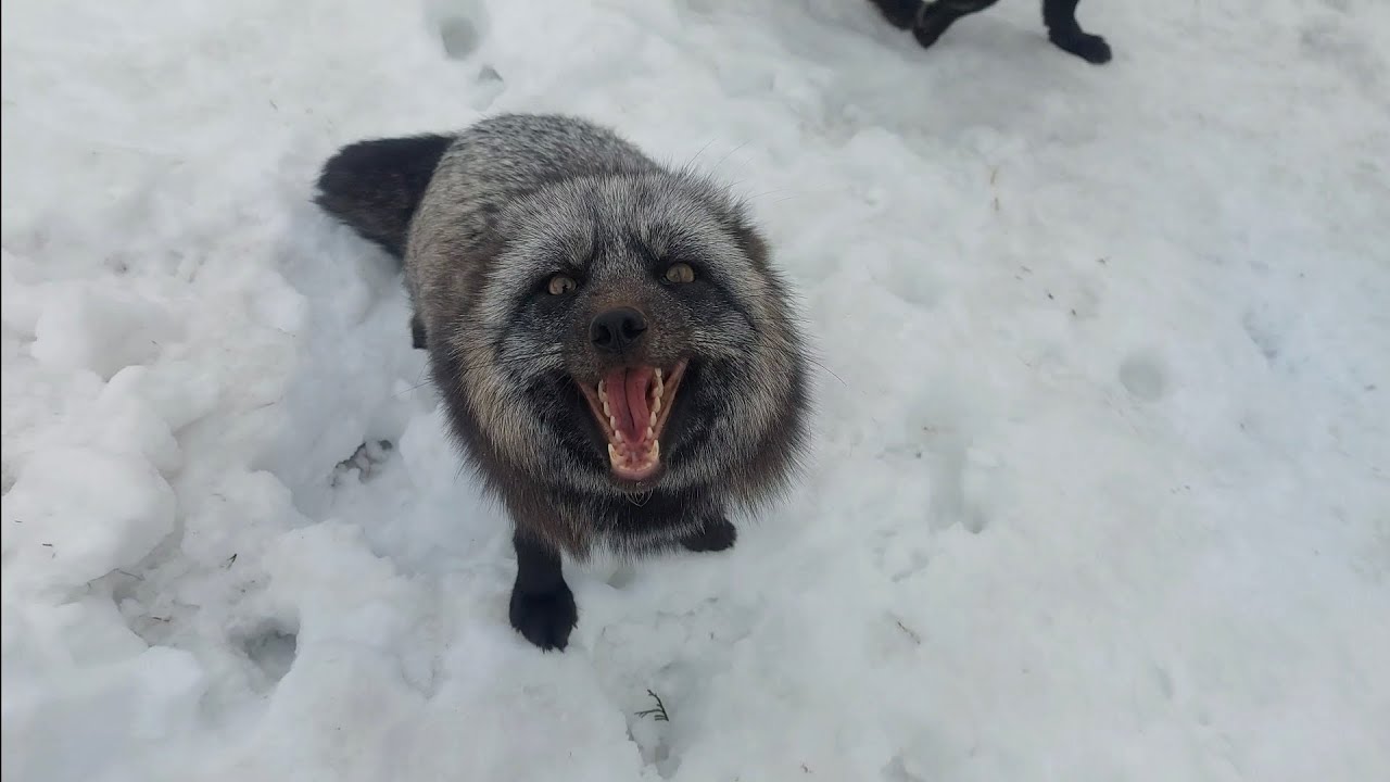 Лисе надо...