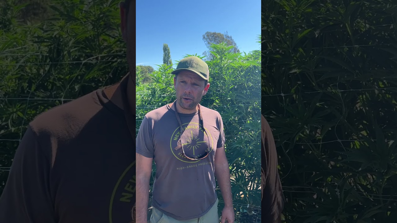 Semi Full term / quick / quicks / fast flowering  R & D - Cannabis Breeding Process - 22'
