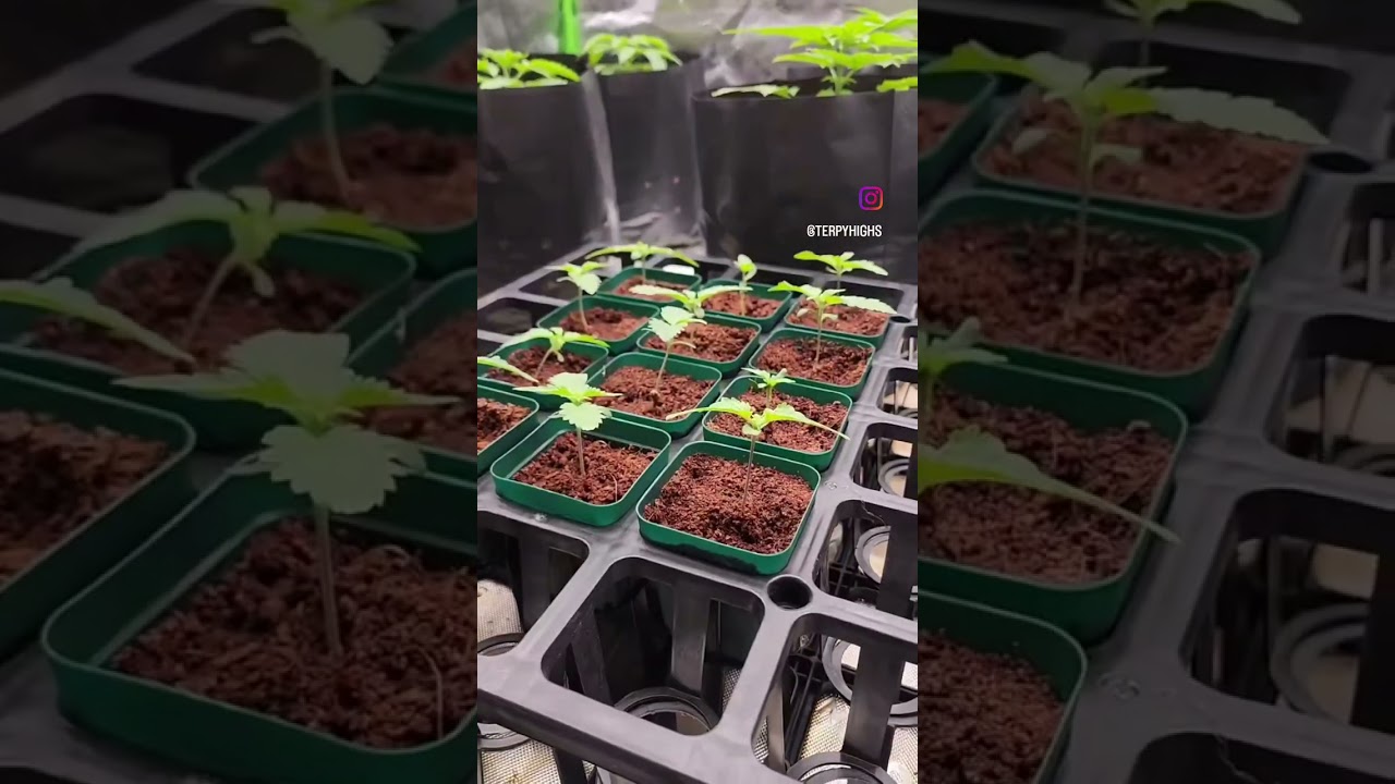 Stomped Berries plants from seed!!! Terpy Highs