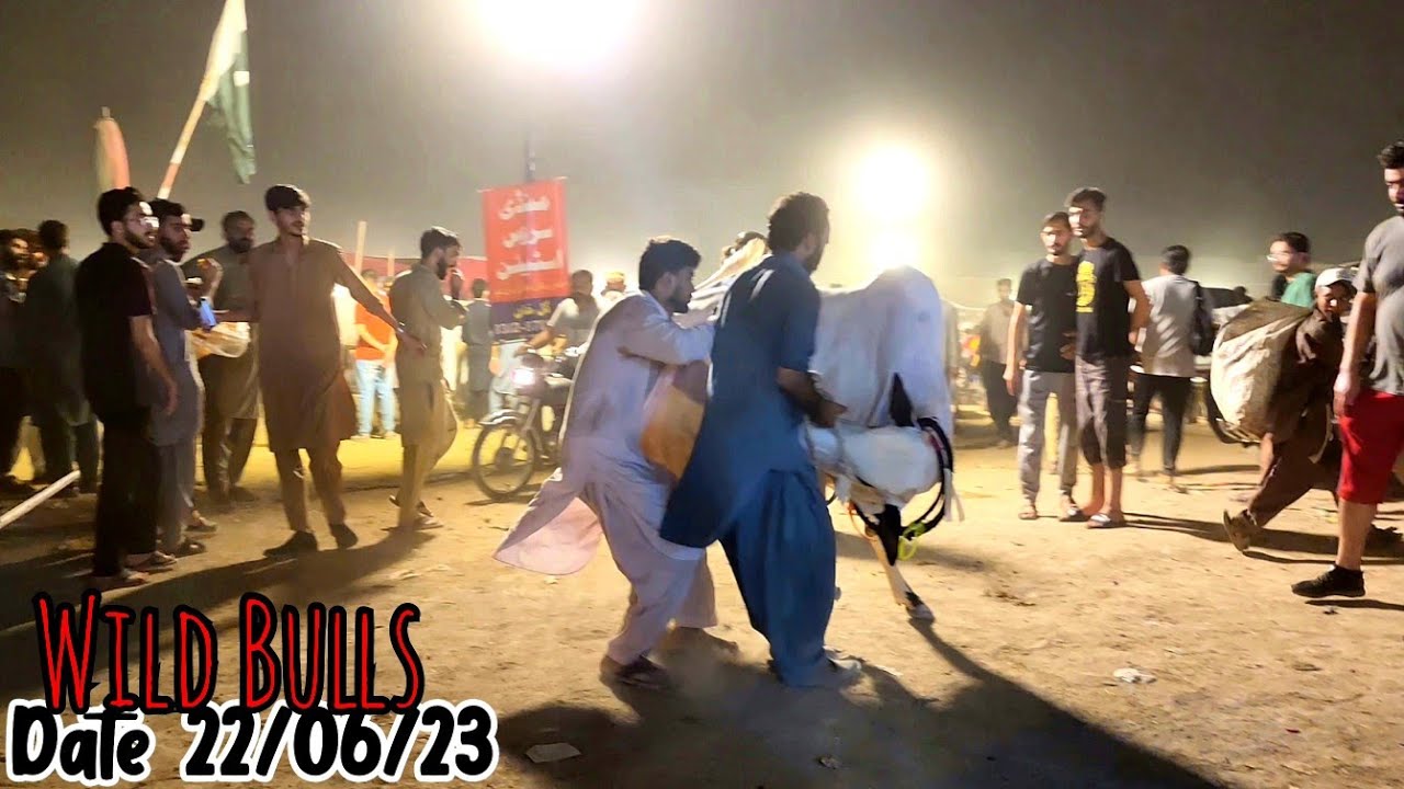 Bhatta Chowk Mandi 2023 (Vlog 02) - Bakra Mandi 2023 - Fateh Jang Bulls 2023 - Angry Bulls