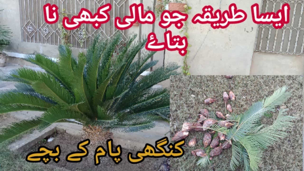 sago palm growing and caring tips (کنگھی پام کے بچے لگانے کا طریقہ)   #sagopalm#cycas#sago#plants