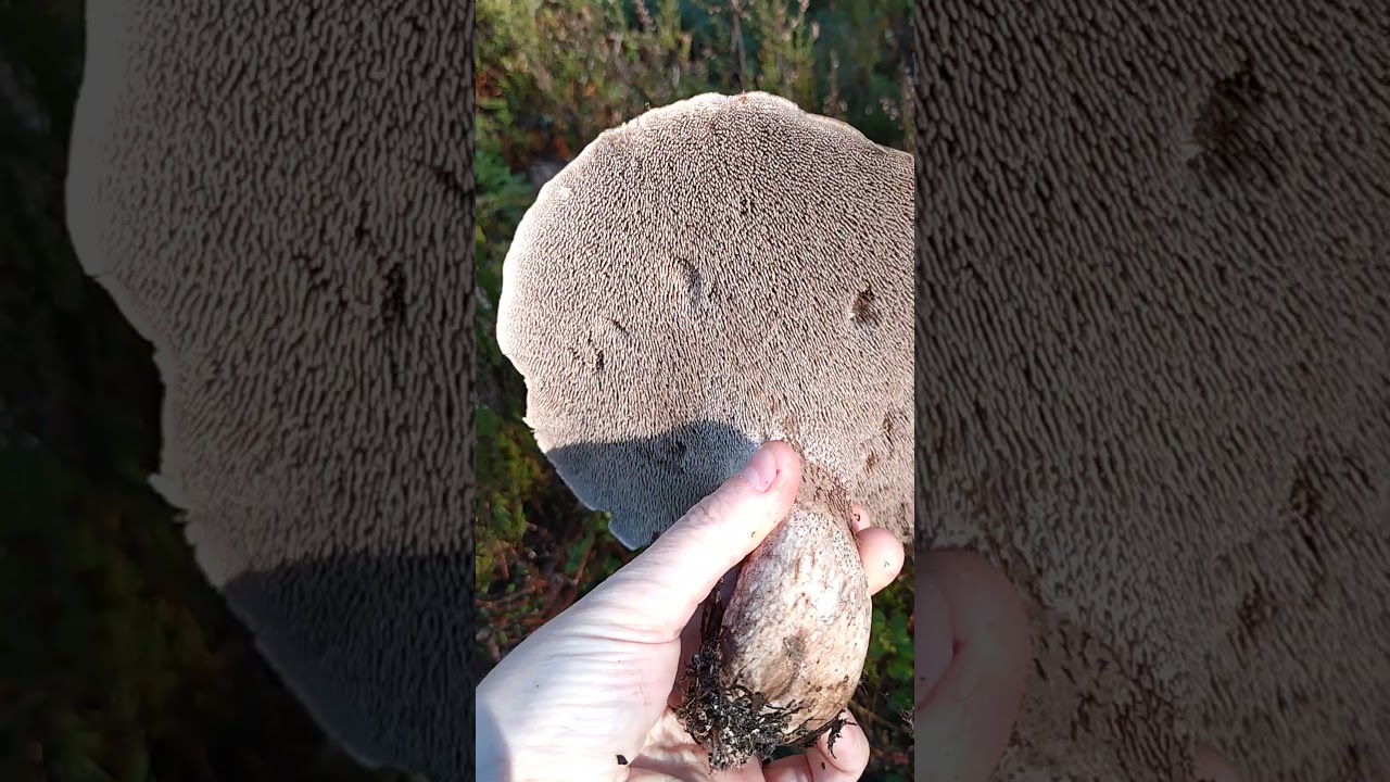 Furuskjellpigg - spiselig sopp. Hvitt i kj&oslash;ttet i snitt, s&oslash;tlig smak. ikke besk.