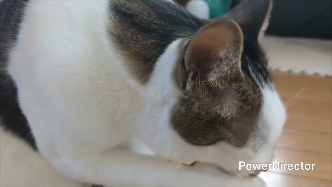 温まるニャア