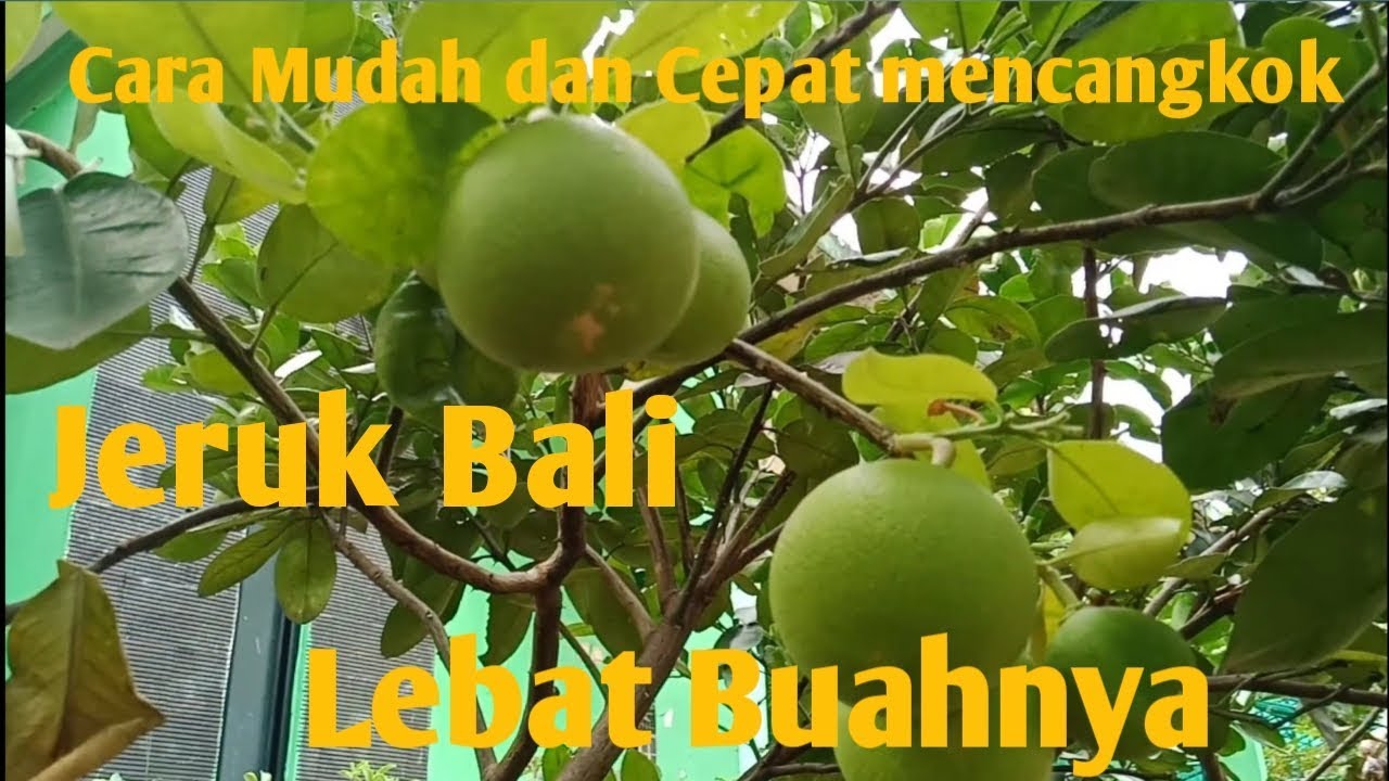 cara mudah dan cepat mencangkok pohon jeruk bali | Hamizan Zakaria