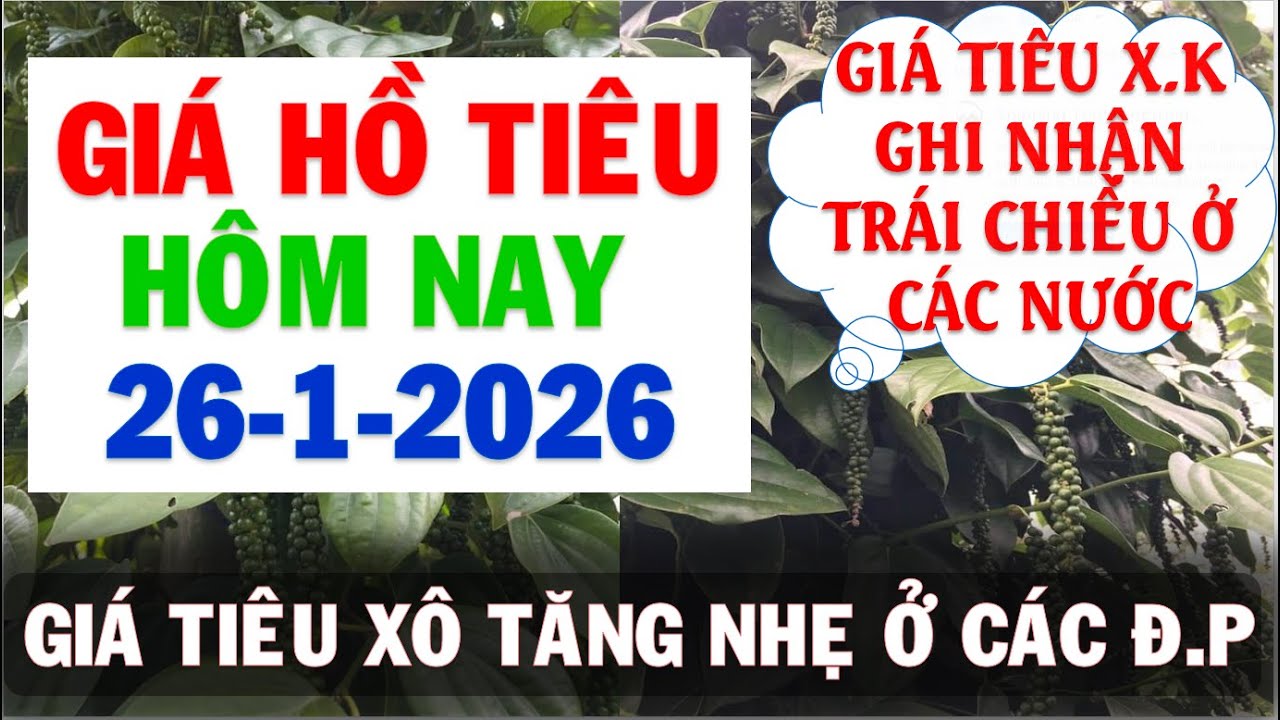 Giá Hồ tiêu hôm nay ngày 26/1/2026|Giá tiêu tăng nhẹ ở các địa phương trọng điểm