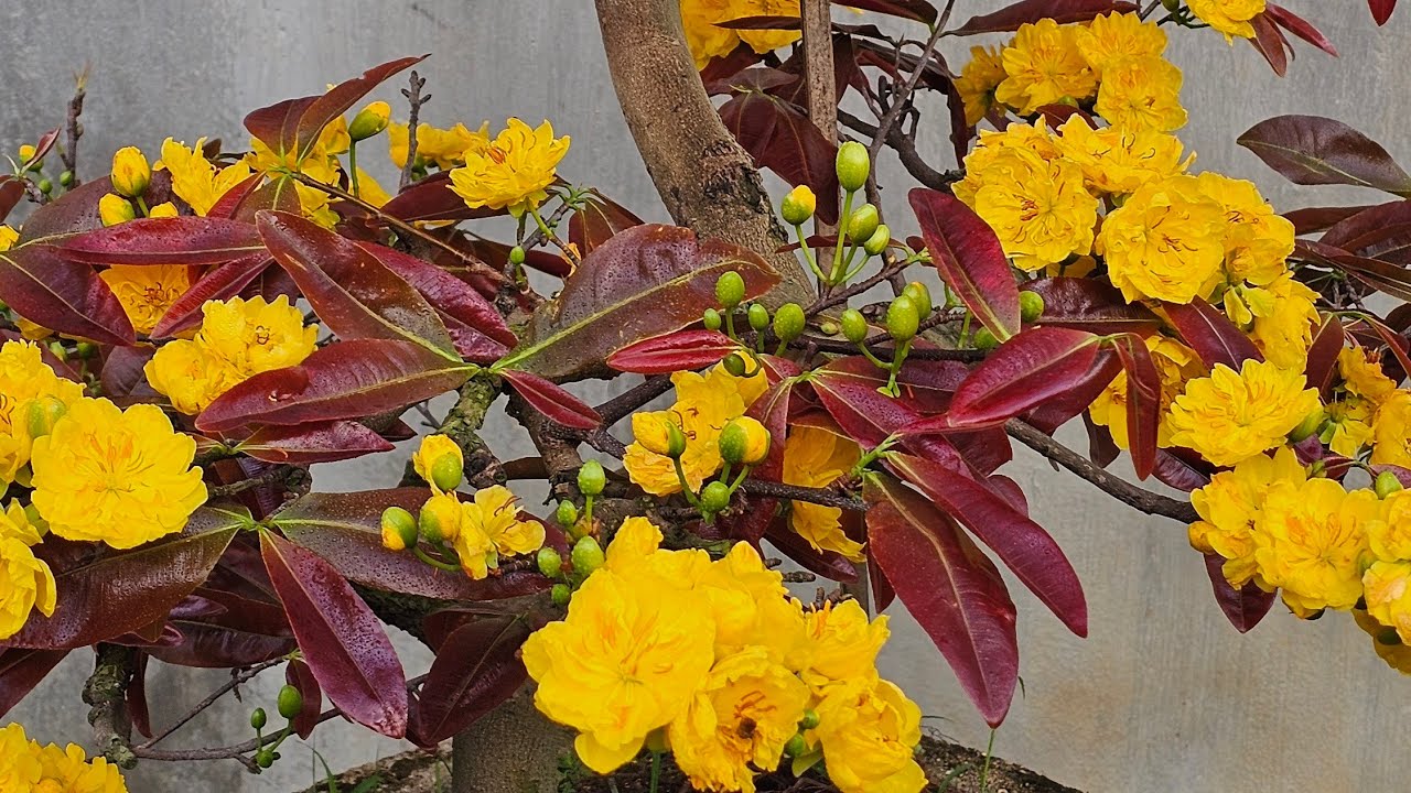CÂY ĐÃ BÁN A HẬU BÌNH PHƯỚC CHƠN THÀNH