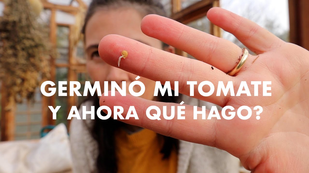 Germinaron mis Tomates! Ahora qué hago? Transplante #MetododelPlatito