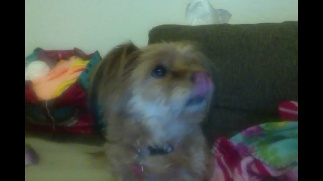 Funny Dog Loves String Cheese!