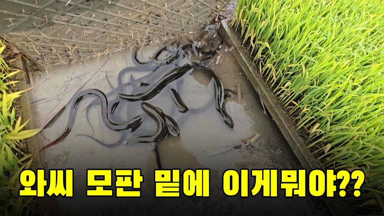 이거 뭐야 뱀 인줄?? 모내기할때 징글징글하게 나옵니다