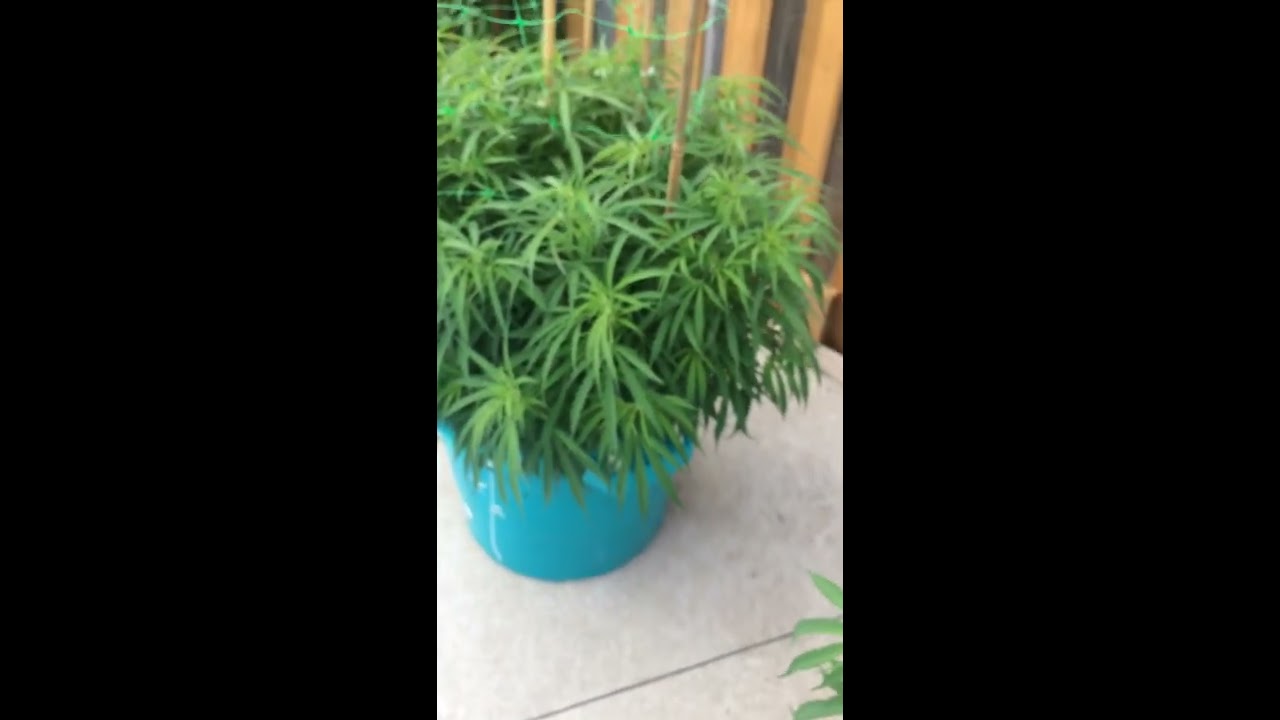 Live in the garden, update Ontario Cannabis Grow Outdoor July 20 2020