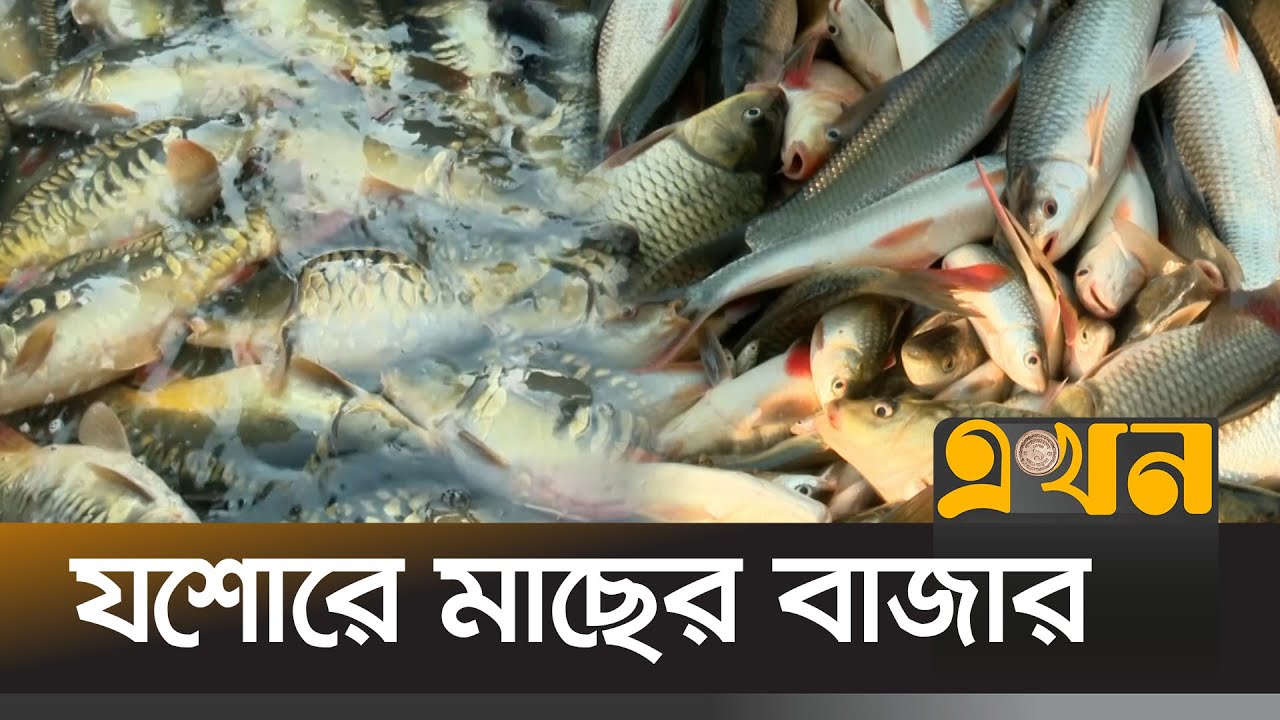 সরবরাহ কমায় বাড়তি সব ধরনের মাছের দাম | Jessore News | Fish Price | Ekhon TV