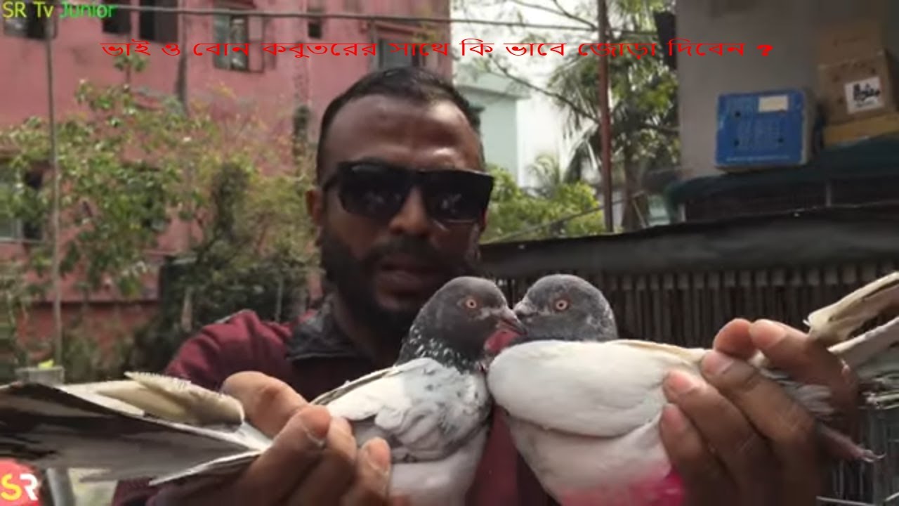 ভাই ও বোন কবুতরের সাথে কি ভাবে জোড়া দিবেন ?
