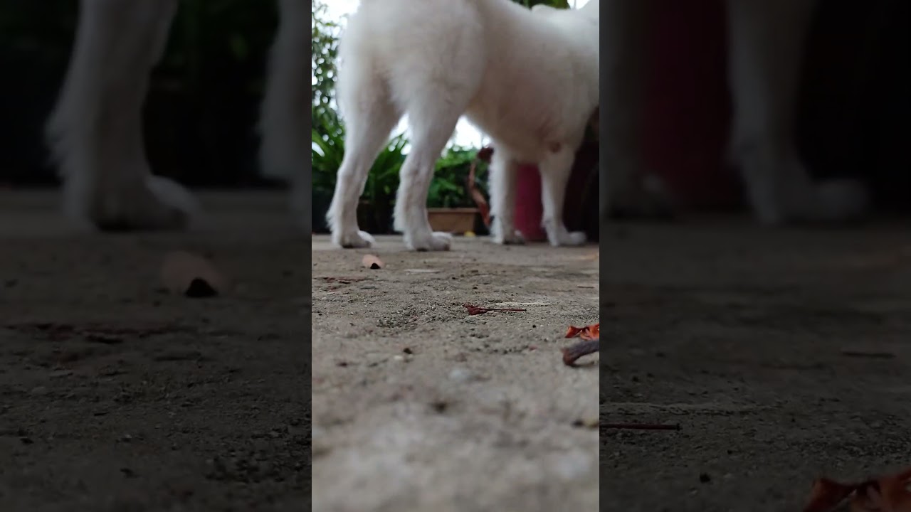 Tere mere bechh main🐕🐕❤️❤️#shorts #pets #dog