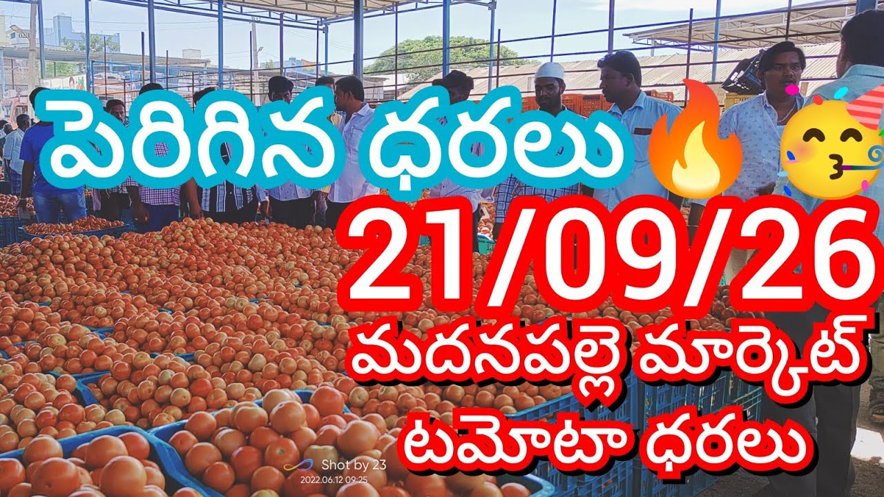21-09-26 Madanapalle Tomato Market price Today || Today Tomato Market Rate in Madanapalle #today