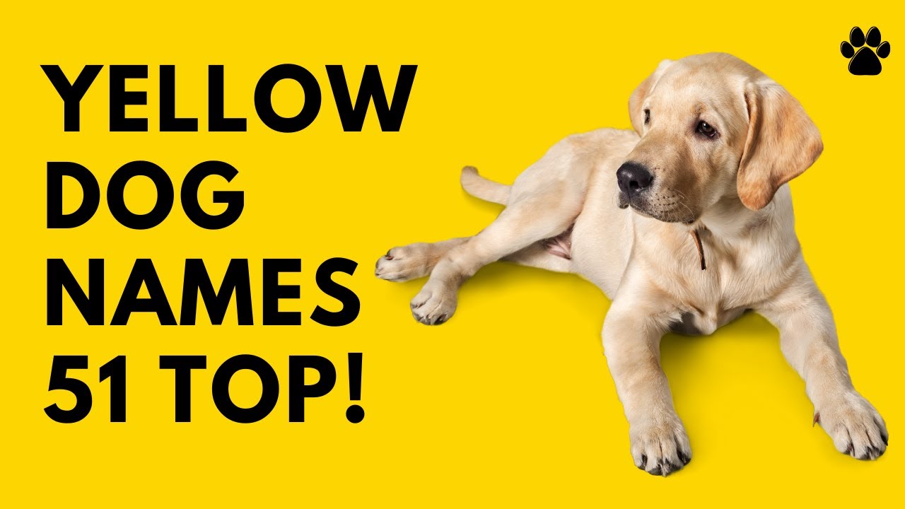 🐕 Yellow Dog Names - 51 BEST ✨ CUTE  ✨ TOP Ideas | Names