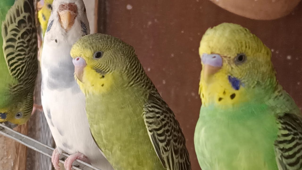 A Day In My Life With My Budgies As They Sing, Play, Eat🦜🐦😘💕
