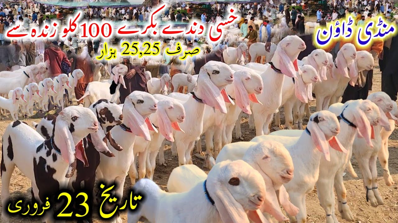 23 February 2026 Visit Muhammad Pur Bakra Mandi Update بکرا منڈی محمد پور خسی دندے بکرے خریدیں25,25