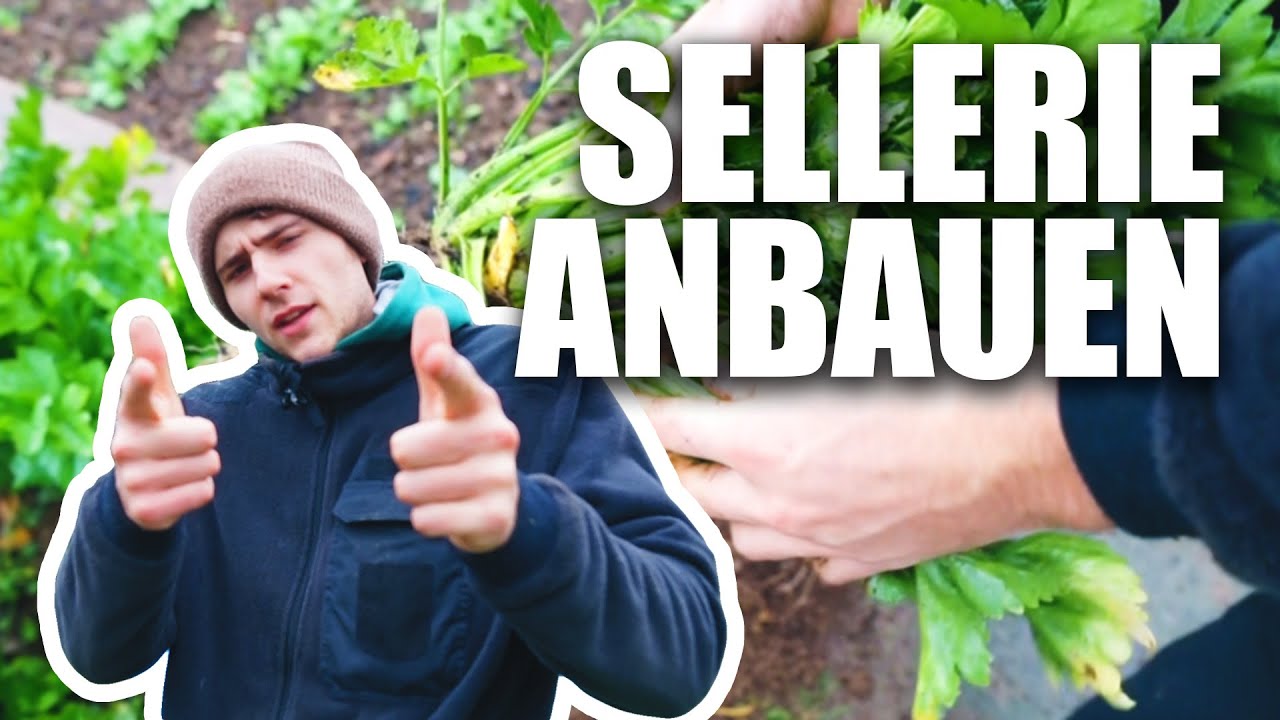 Stangensellerie ANBAUEN und Pulver HERSTELLEN
